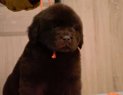 Newfoundland puppies from Russia