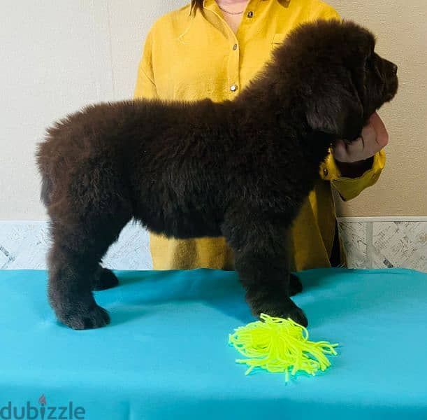 Newfoundland puppies from Russia 1