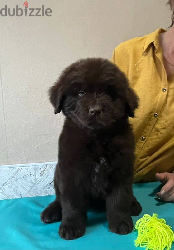 Newfoundland puppies from Russia 2