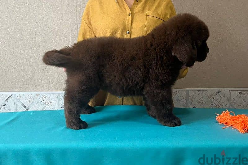 Newfoundland puppies from Russia 3