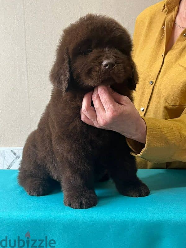 Newfoundland puppies from Russia 4