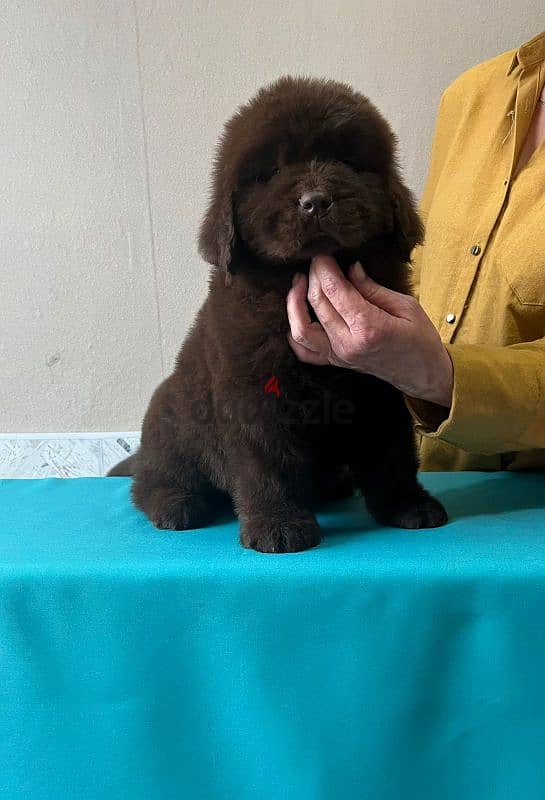 Newfoundland puppies from Russia 5