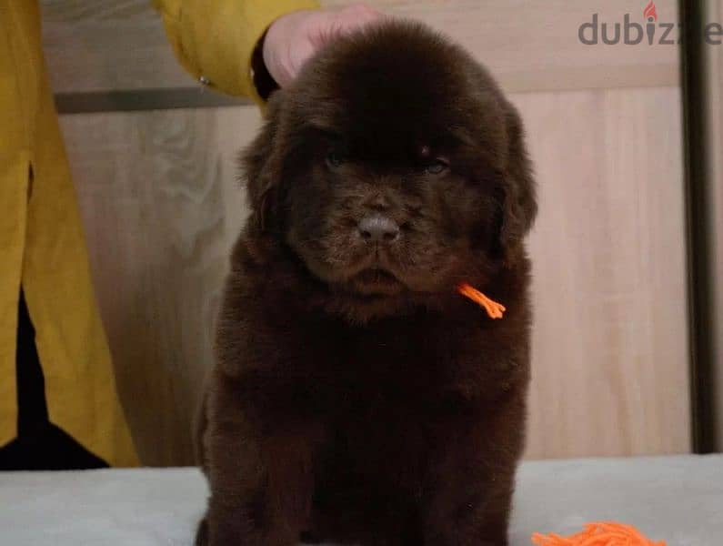 Newfoundland puppies from Russia 6