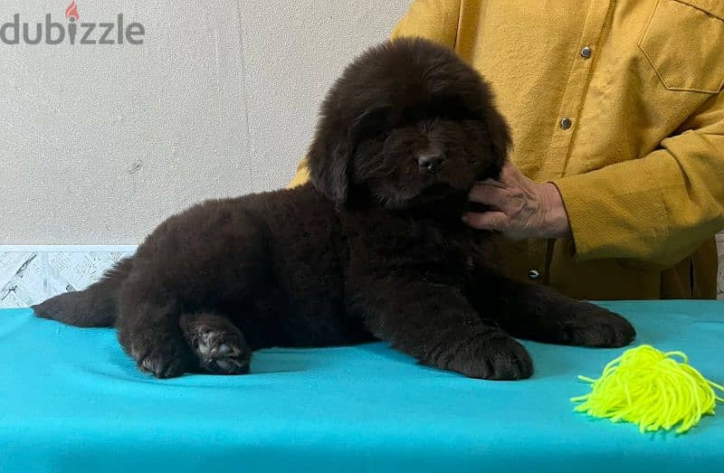 Newfoundland puppies from Russia 7