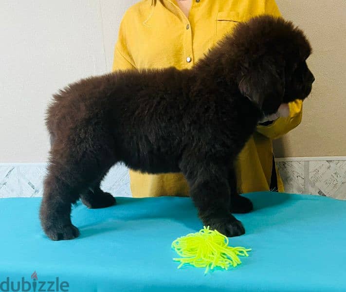 Newfoundland puppies from Russia 8