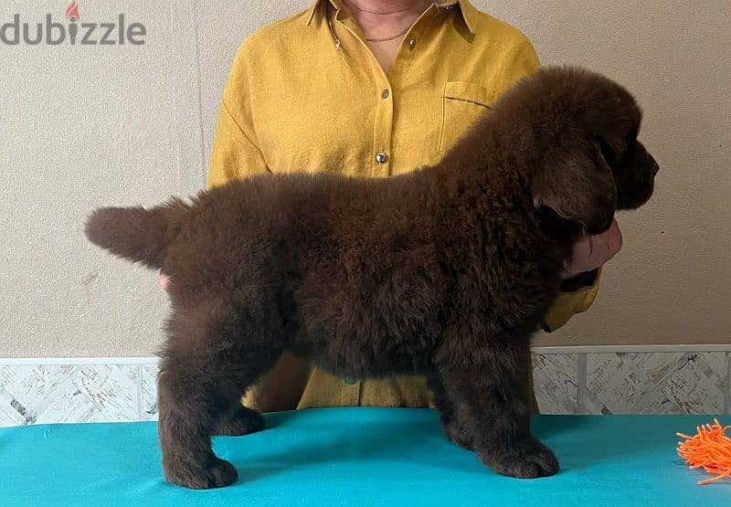 Newfoundland puppies from Russia 9