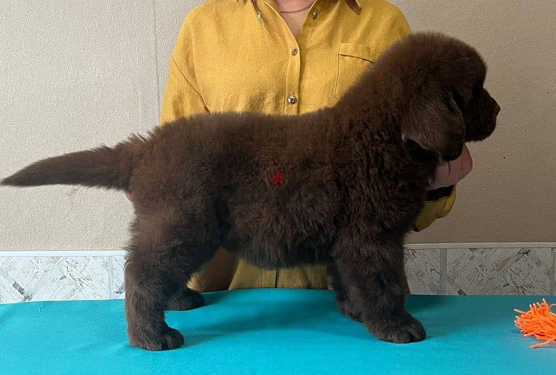 Newfoundland puppies from Russia 10