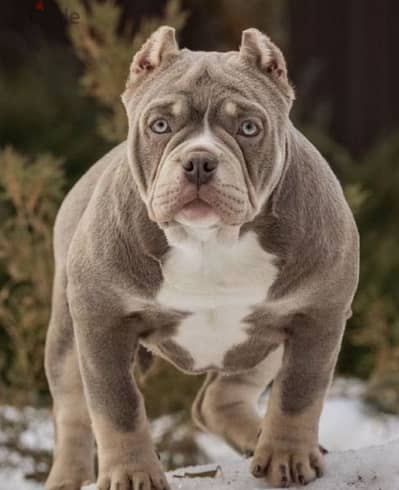 American bully standard male from Russia