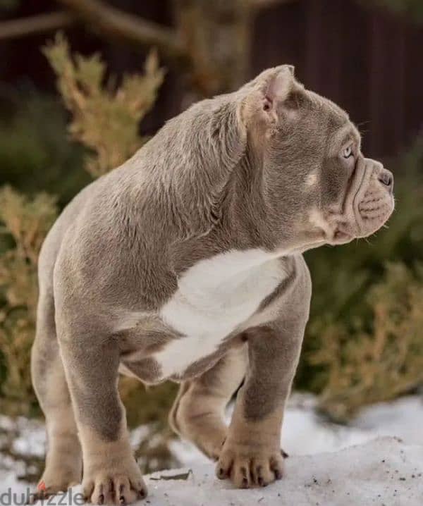 American bully standard male from Russia 1