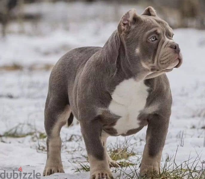 American bully standard male from Russia 2