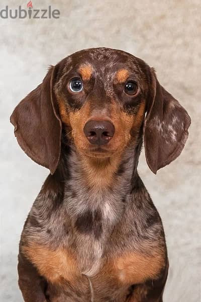 marble dachshund puppy boy from Russia