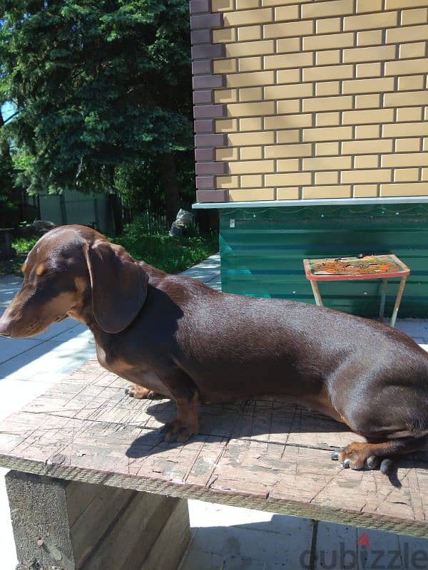 marble dachshund puppy boy from Russia 1