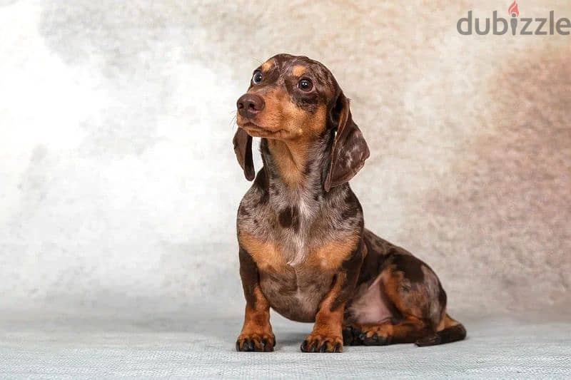 marble dachshund puppy boy from Russia 2