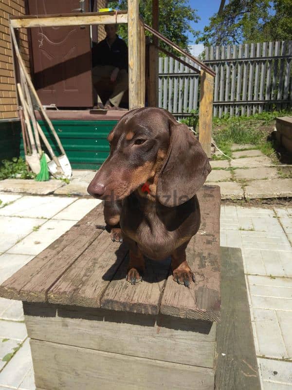 marble dachshund puppy boy from Russia 4