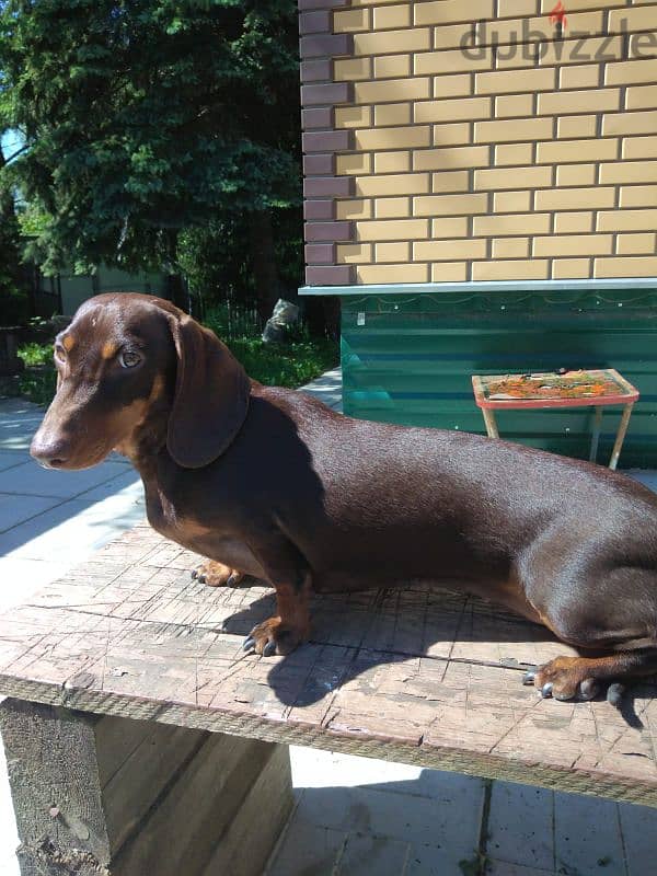 marble dachshund puppy boy from Russia 5