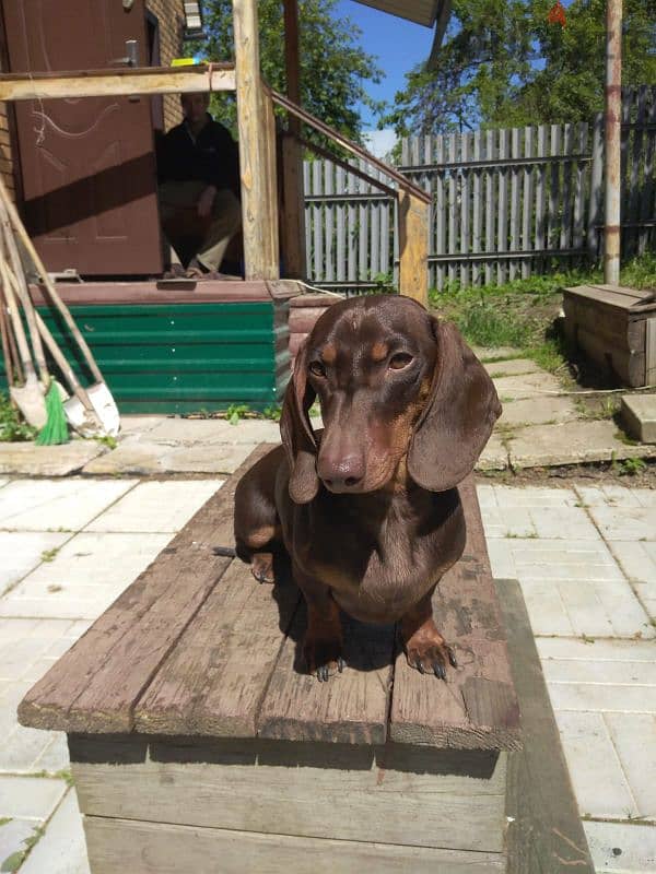 marble dachshund puppy boy from Russia 6