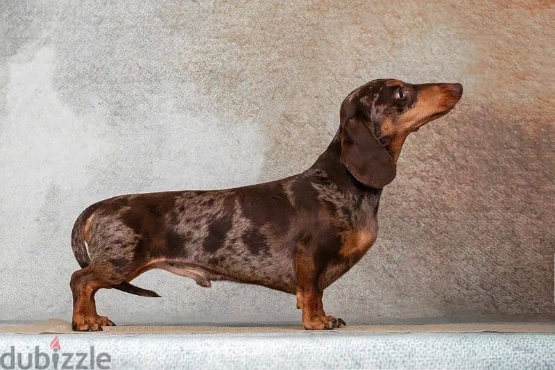 marble dachshund puppy boy from Russia 7