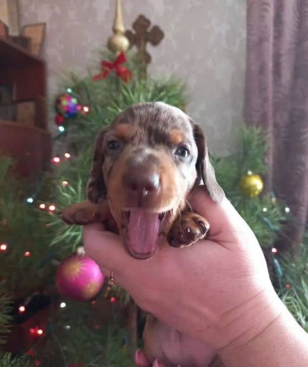 marble dachshund puppy boy from Russia 8