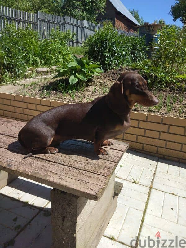 marble dachshund puppy boy from Russia 9