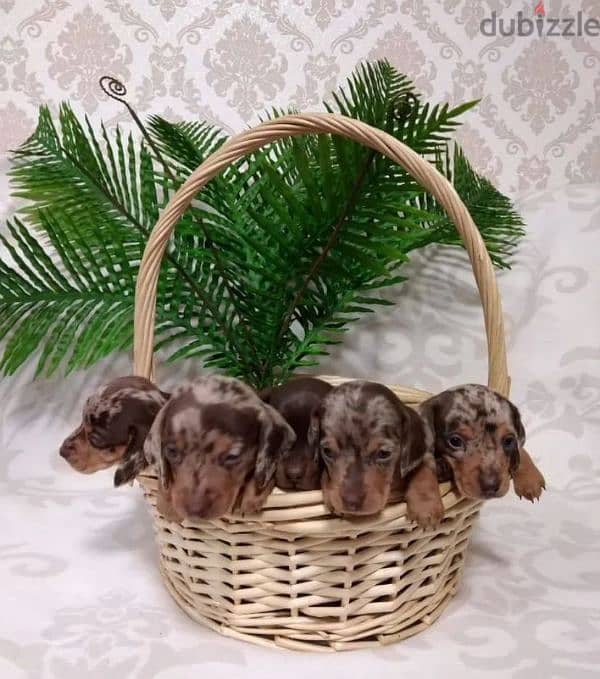 marble dachshund puppy boy from Russia 10