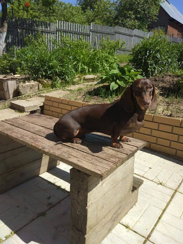 marble dachshund puppy boy from Russia 11