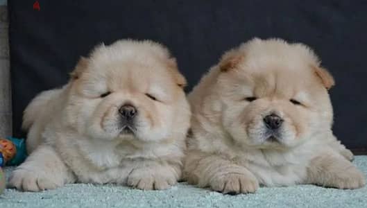 chow chow puppy boy from Russia