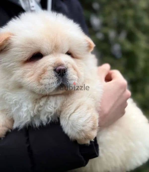 chow chow puppy boy from Russia 1