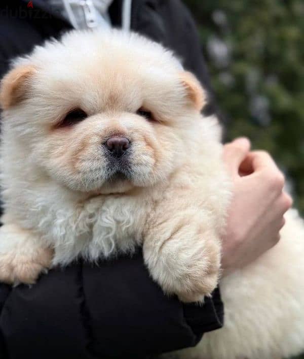 chow chow puppy boy from Russia 2