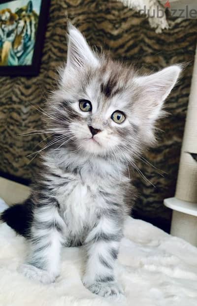 Maine coon kittens from Russia