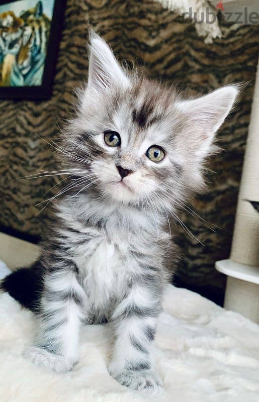 Maine coon kittens from Russia 0