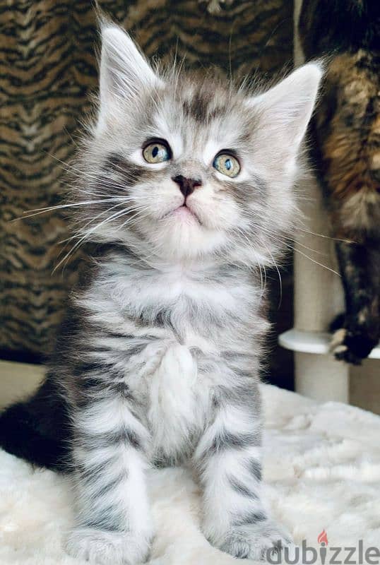 Maine coon kittens from Russia 1