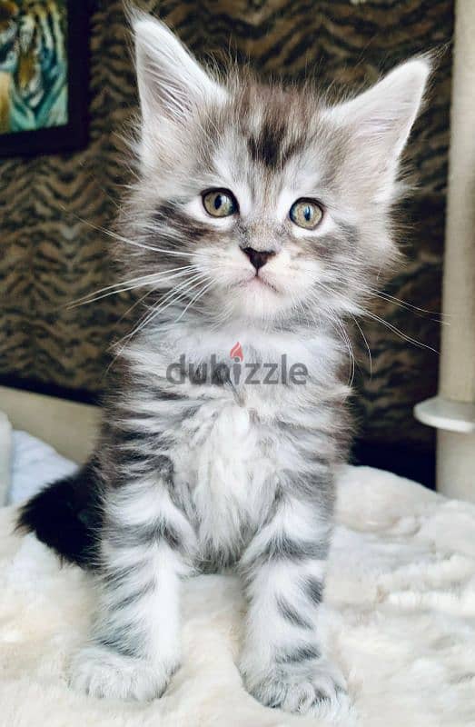 Maine coon kittens from Russia 2