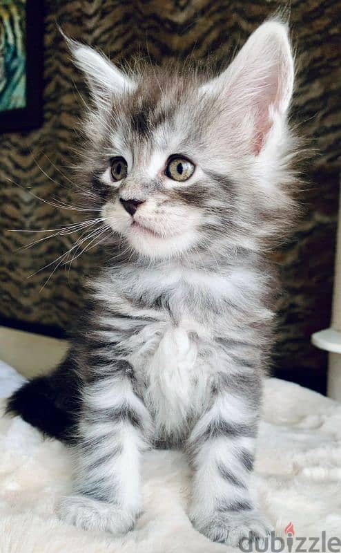 Maine coon kittens from Russia 3