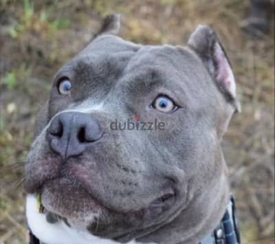 American bully puppy boy from Russia