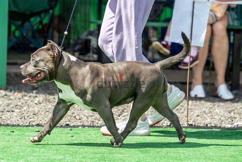 American bully puppy boy from Russia 1