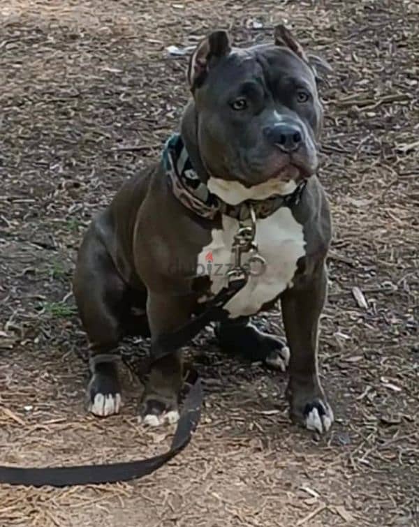 American bully puppy boy from Russia 2