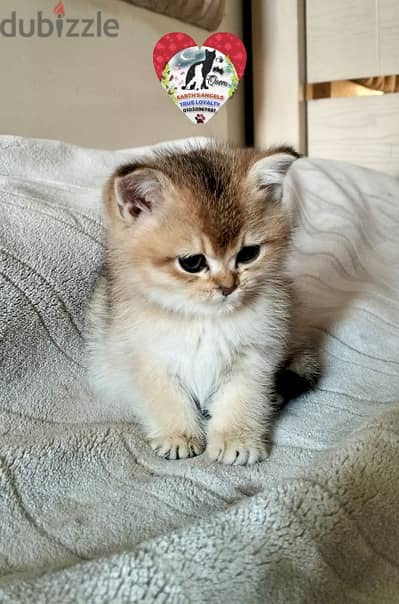 ذكر و بنت بريتش وسكوتش Scottish Fold