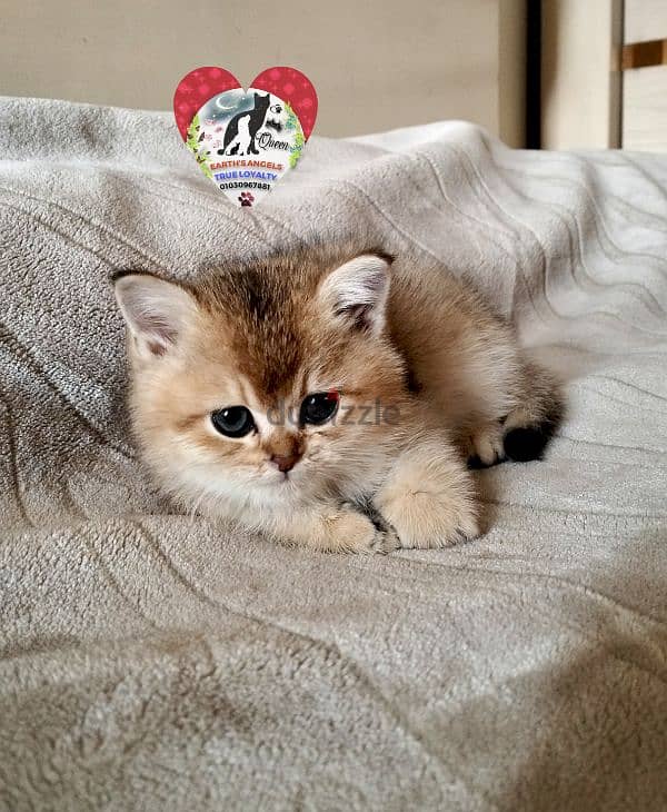 بنت بريتش و ذكر سكوتش Scottish Fold 1