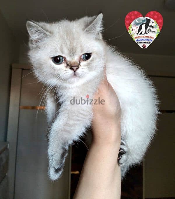 بنت بريتش و ذكر سكوتش Scottish Fold 2