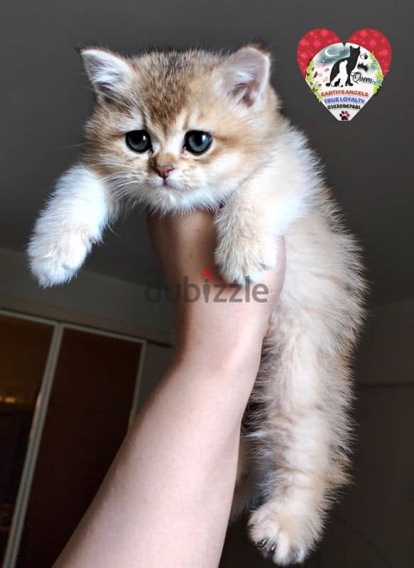 بنت بريتش و ذكر سكوتش Scottish Fold 3