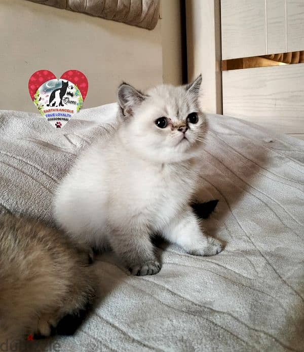 بنت بريتش و ذكر سكوتش Scottish Fold 4