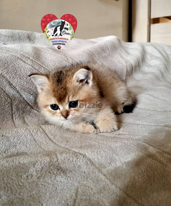 بنت بريتش و ذكر سكوتش Scottish Fold 5