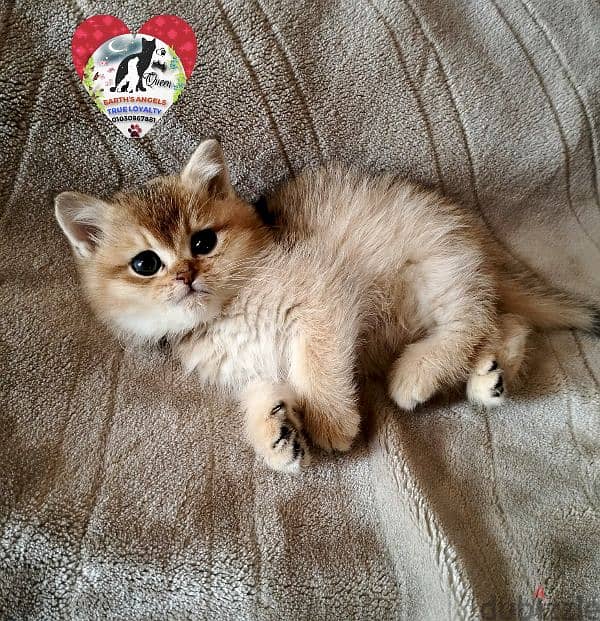 بنت بريتش و ذكر سكوتش Scottish Fold 7