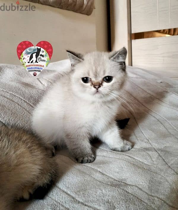 بنت بريتش و ذكر سكوتش Scottish Fold 8