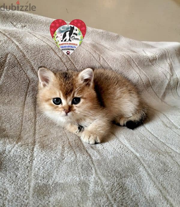 بنت بريتش و ذكر سكوتش Scottish Fold 9