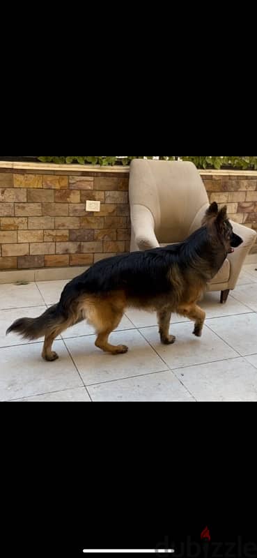 German Shepherd - ( ذكر للزواج  ) 2