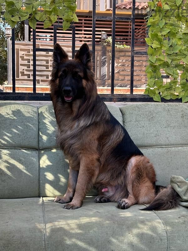 German Shepherd - ( ذكر للزواج  ) 3