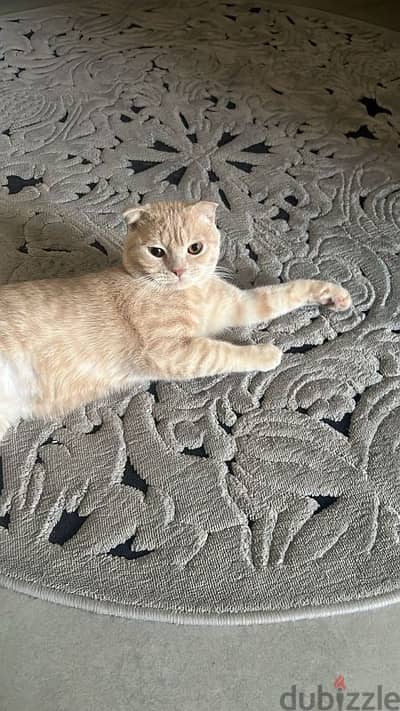 Scottish fold cat 10 months male Very smart clean