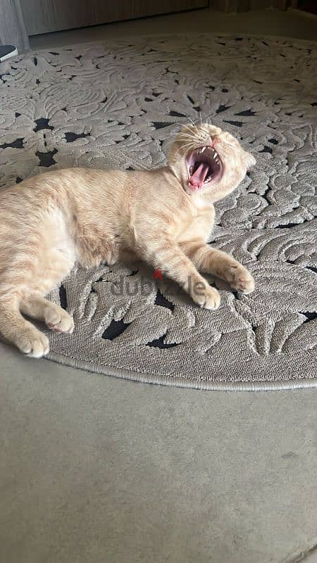 Scottish fold cat 10 months male Very smart clean 3