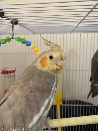 Corella parrots